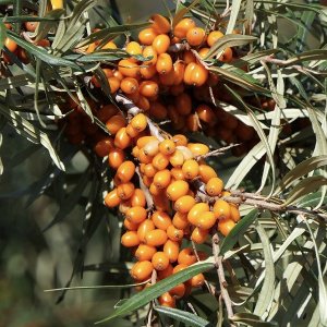 Rakytník rešetliakový (Hippophae rhamnoides ) ´JULIA´  - výška 30-50 cm, kont. C3L - Samica